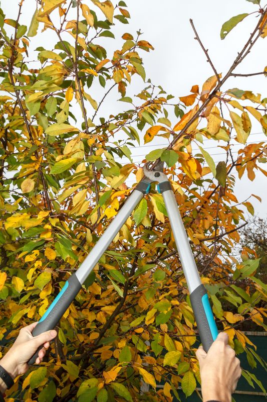 Fruit Tree Pruning