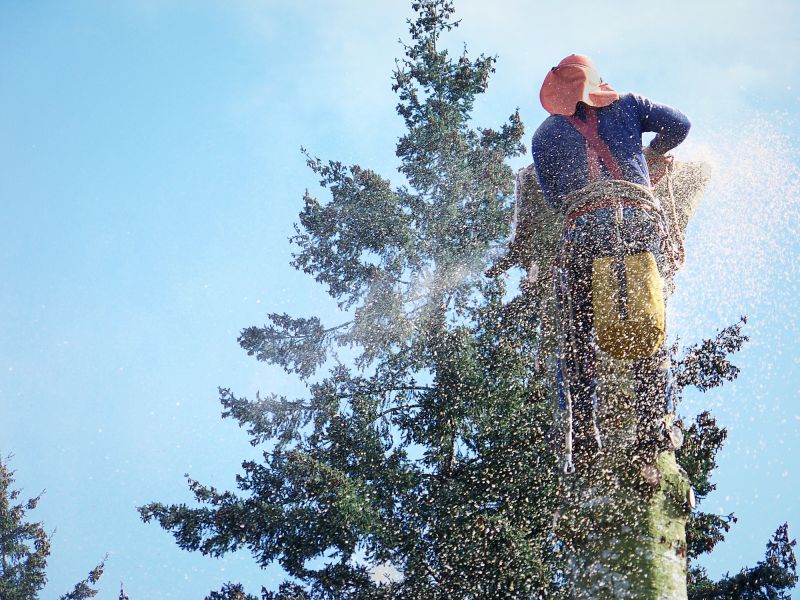 Commercial Tree Removal in Allentown, PA