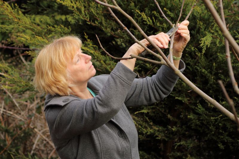 Fruit Tree Pruning Services — cost of