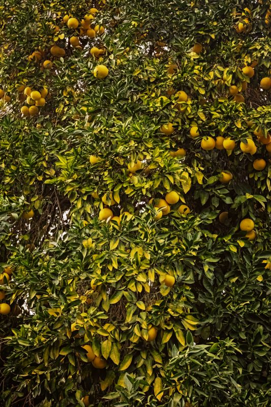 Fruit Tree Pruning Services — cost of