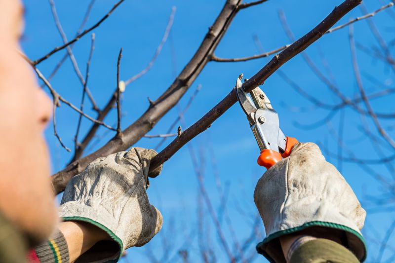 Fruit Tree Pruning