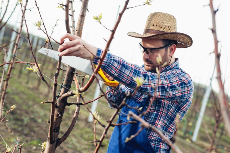 Fruit Tree Pruning