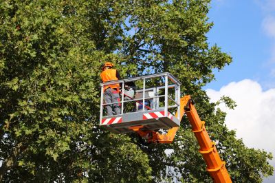 Pruning Team at Work