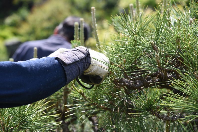 Oak Tree Pruning in Pottstown, PA