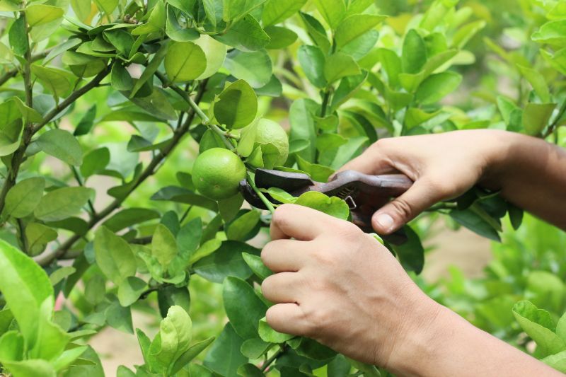Healthy Pruning Cuts