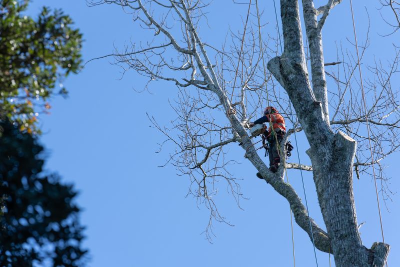 Tree Care Companies