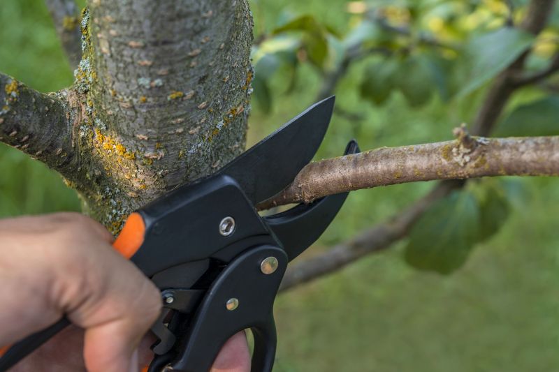 Contact About Fruit Tree Pruning