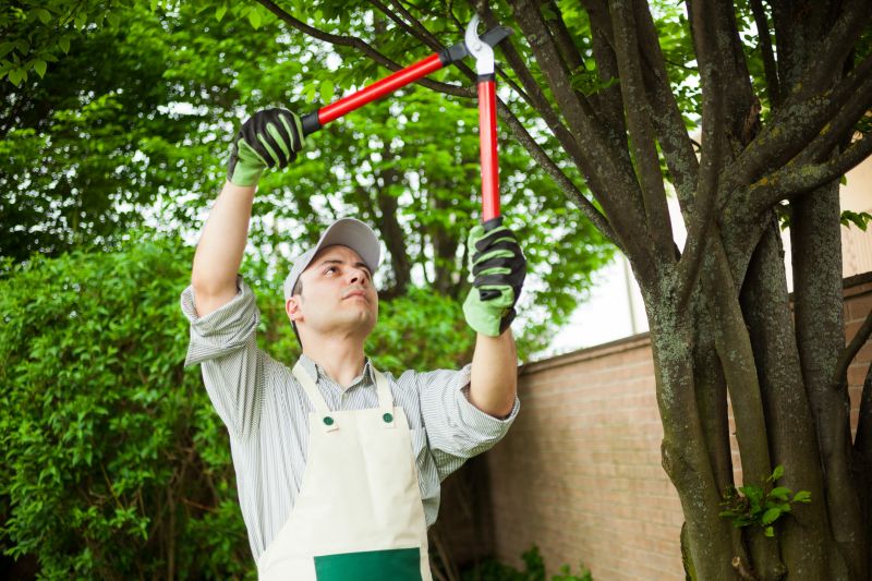 Local Fruit Tree Pruning pros at work